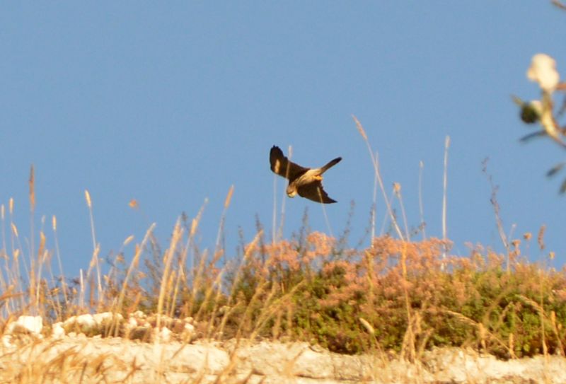 Aquila Reale